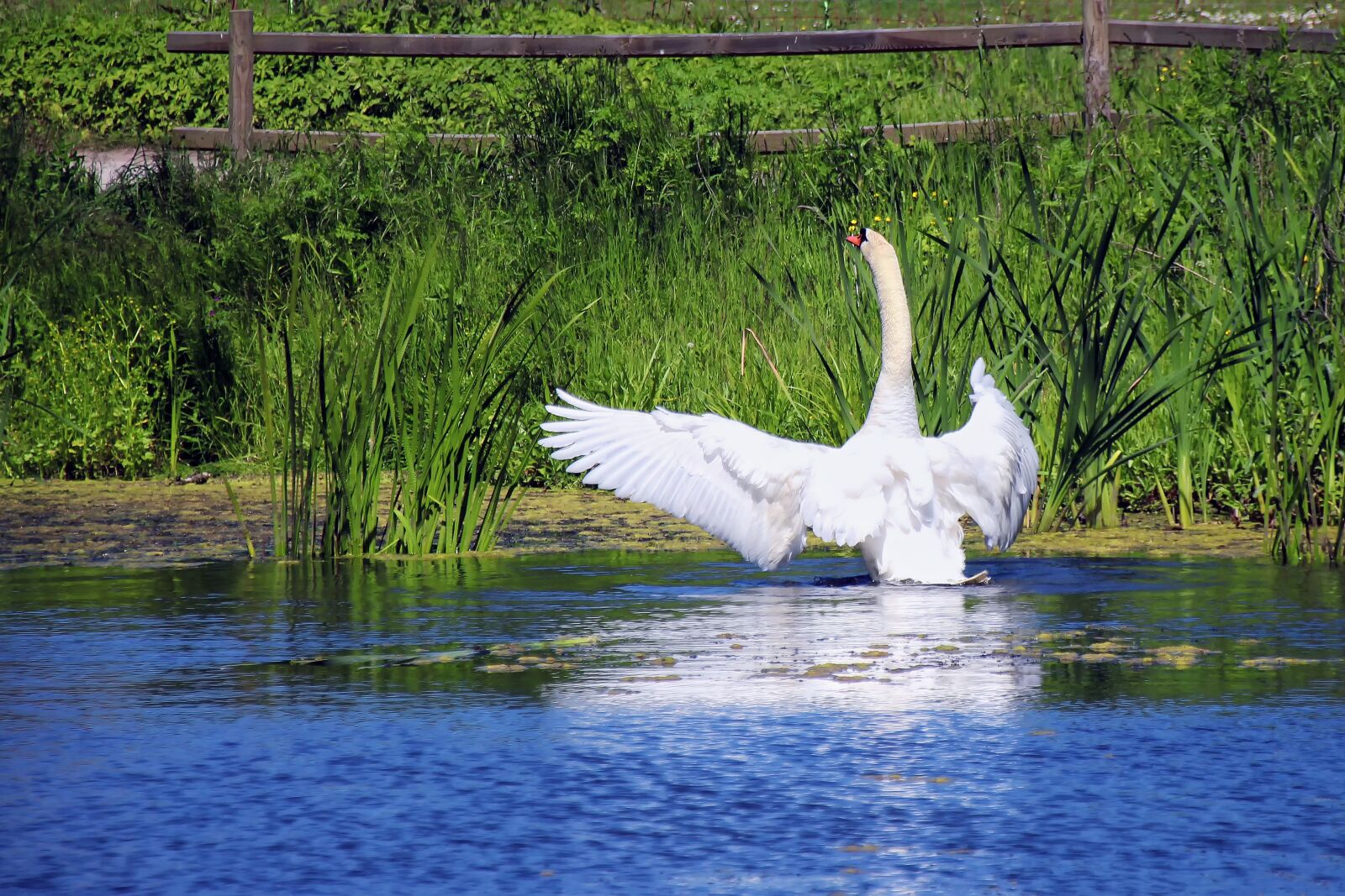 Canon EOS 700D (EOS Rebel T5i / EOS Kiss X7i) sample photo. Swan, pond, white photography