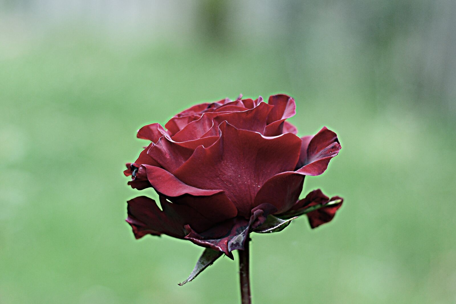 Nikon D600 sample photo. Rosa, flower, silver photography
