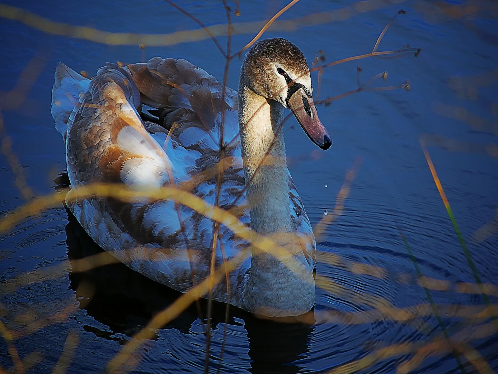 Nikon D3300 sample photo. Swan, water, bird photography