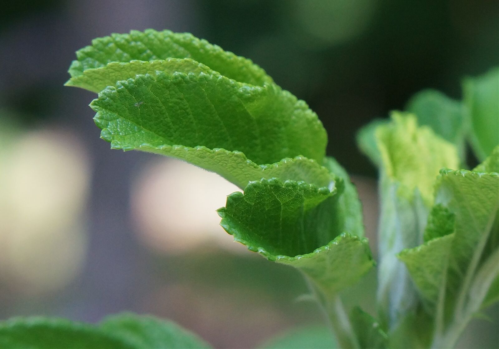Sony Alpha NEX-5T sample photo. Rose leaves close-up, rose photography