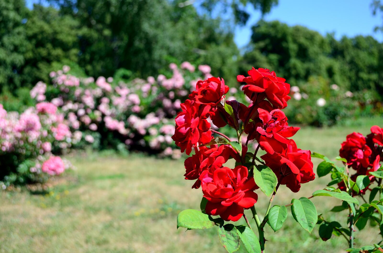 Nikon D5100 sample photo. Flowers, summer, motley grass photography