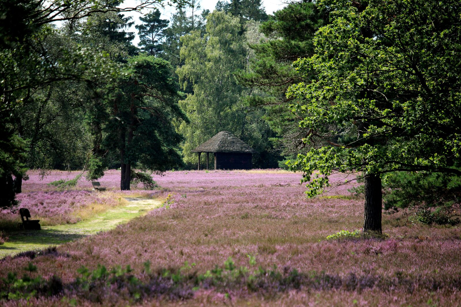 Canon EF-S 55-250mm F4-5.6 IS STM sample photo. L neburg heath, heath photography
