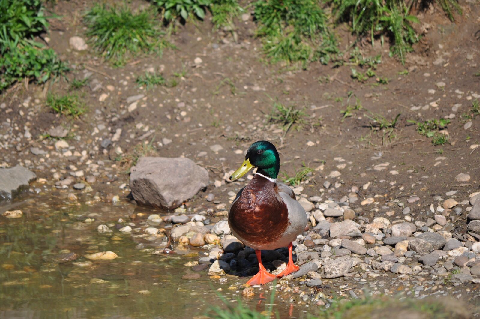 Nikon D5000 sample photo. Duck, drake, water bird photography