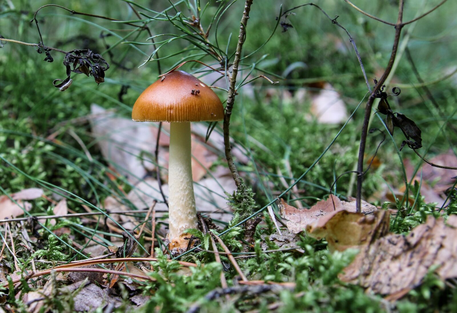 Canon EOS 70D sample photo. Mushroom, forest, mushroom picking photography