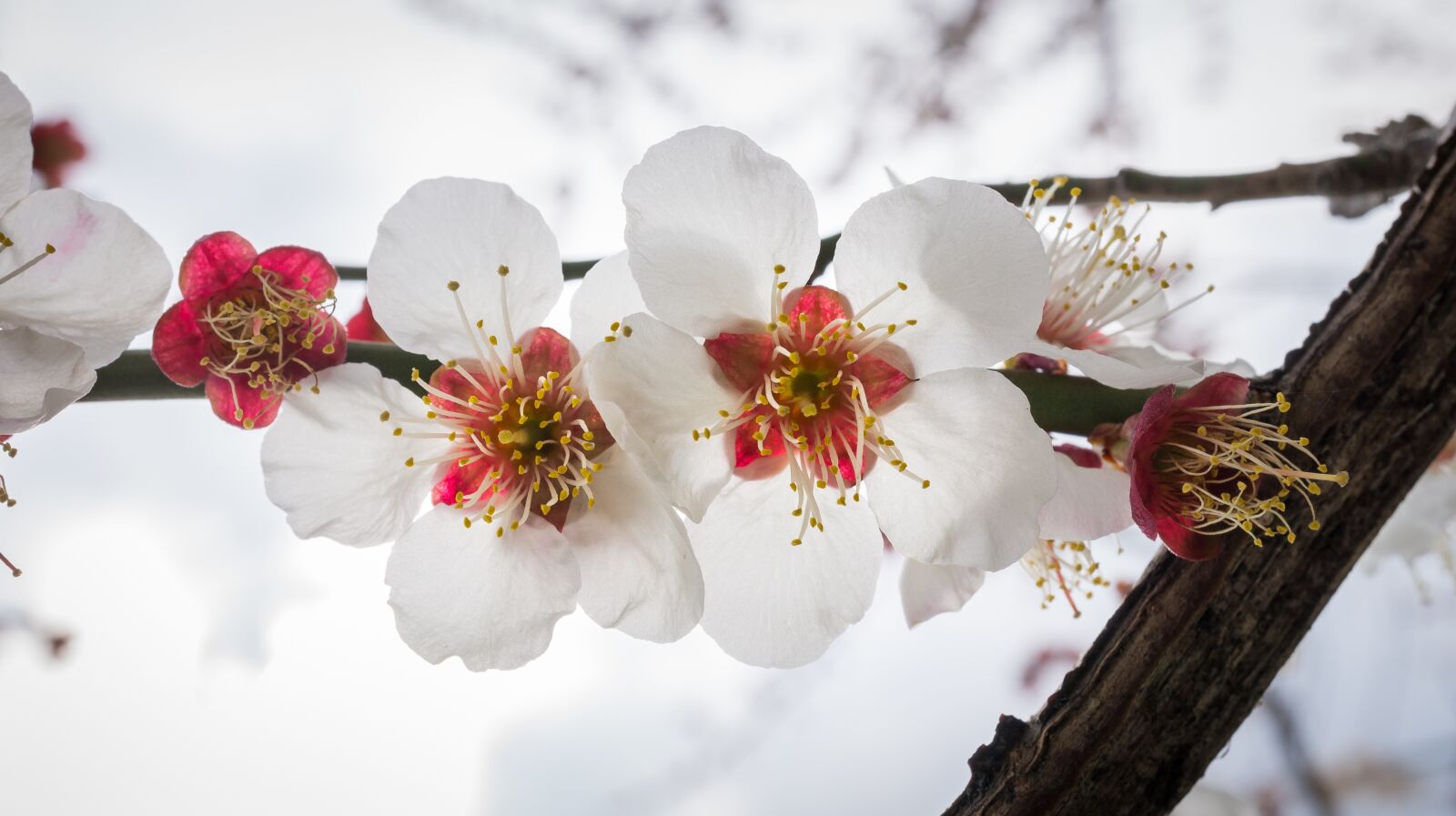 Sony Alpha NEX-5N + Sony E 30mm F3.5 Macro sample photo. Cherry blossom, flowers, nature photography