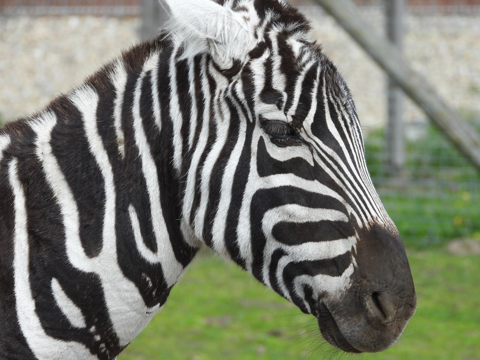 Nikon Coolpix P1000 sample photo. Zebra, mammal, animals photography