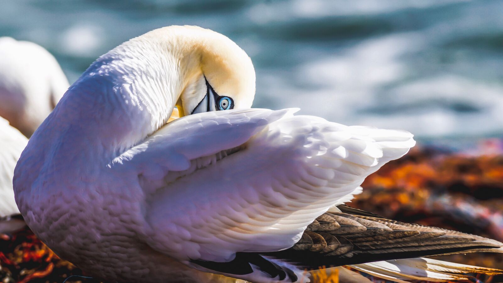 Sony DT 55-300mm F4.5-5.6 SAM sample photo. Northern gannet, sea bird photography