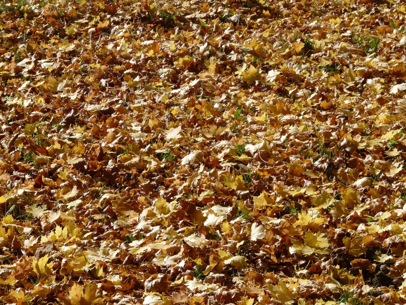 Panasonic DMC-FZ18 sample photo. Fall foliage, leaves, maple photography