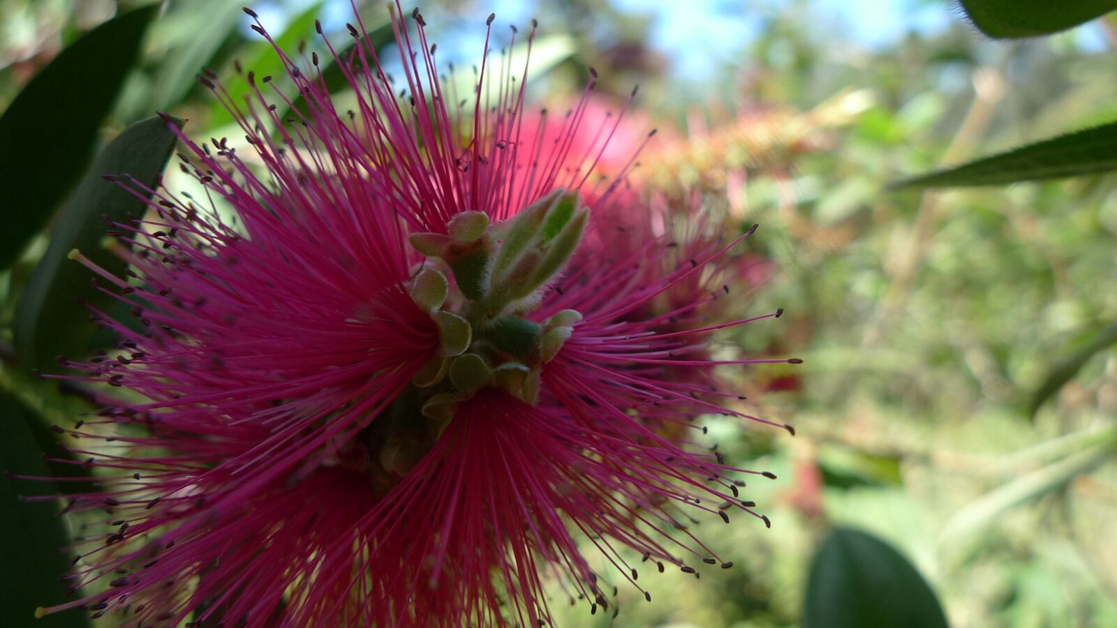 Panasonic Lumix DMC-LX3 sample photo. Bottle brush, australia, flower photography