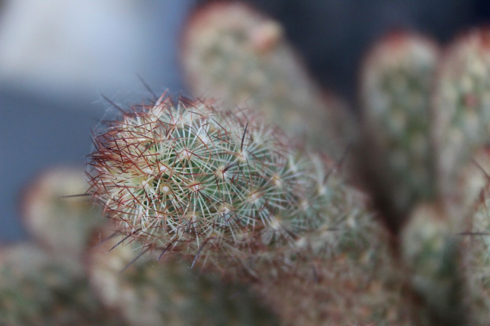 Canon EOS 1300D (EOS Rebel T6 / EOS Kiss X80) sample photo. Succulent plant, cactus, fat photography