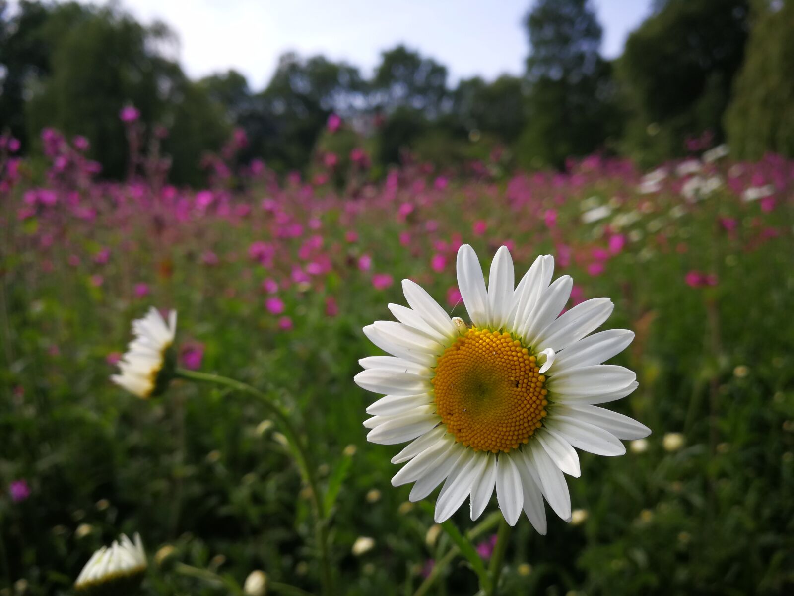 HUAWEI P10 sample photo. Landscape, flower, yellow photography