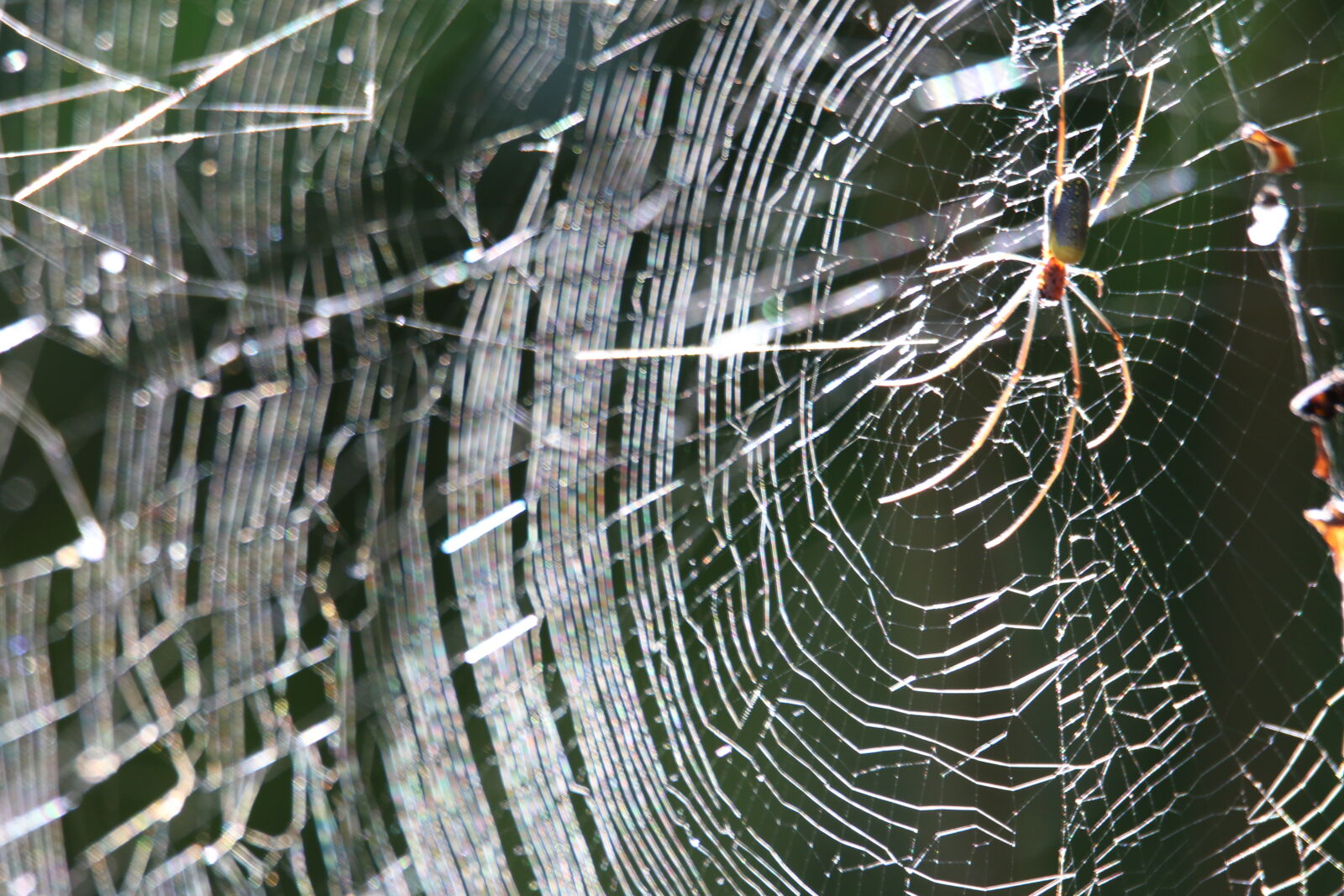 Canon EOS 7D Mark II sample photo. Animal, creepy, insect, spider photography