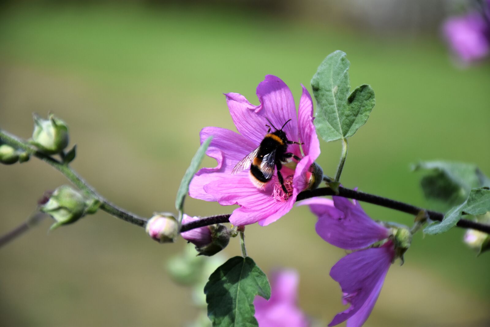 Nikon D7200 sample photo. Mallow, malva, malvaceae photography