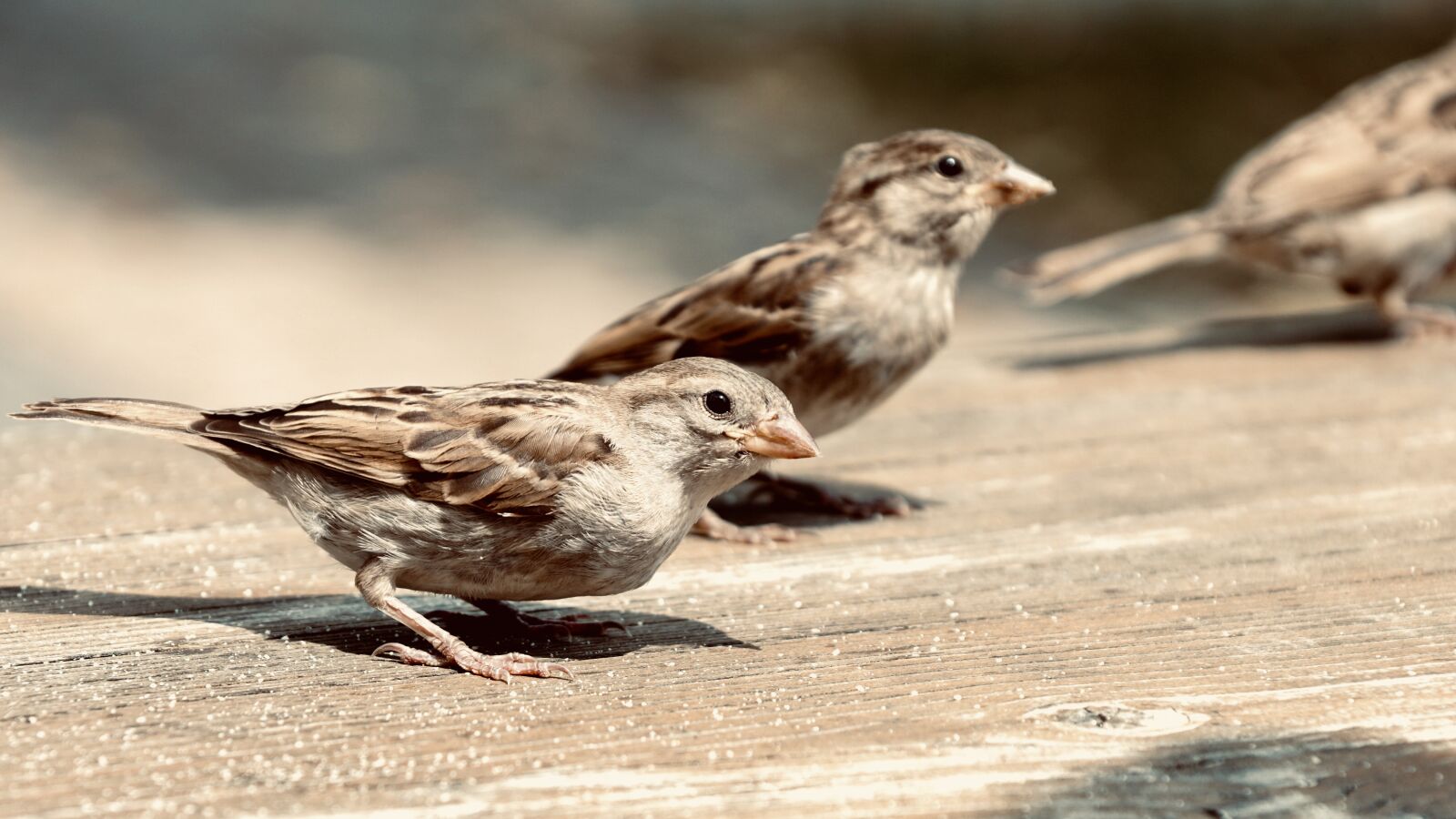 Sony DT 18-135mm F3.5-5.6 SAM sample photo. Sparrows, house sparrow, sperling photography