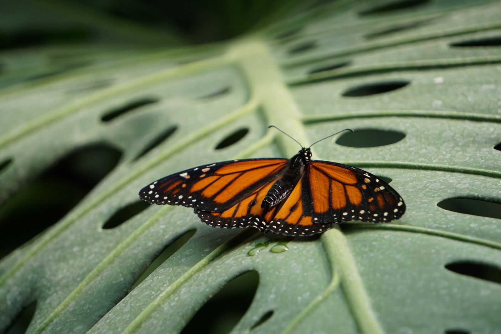 Sony a5100 sample photo. Monarch butterfly, animals, zoo photography