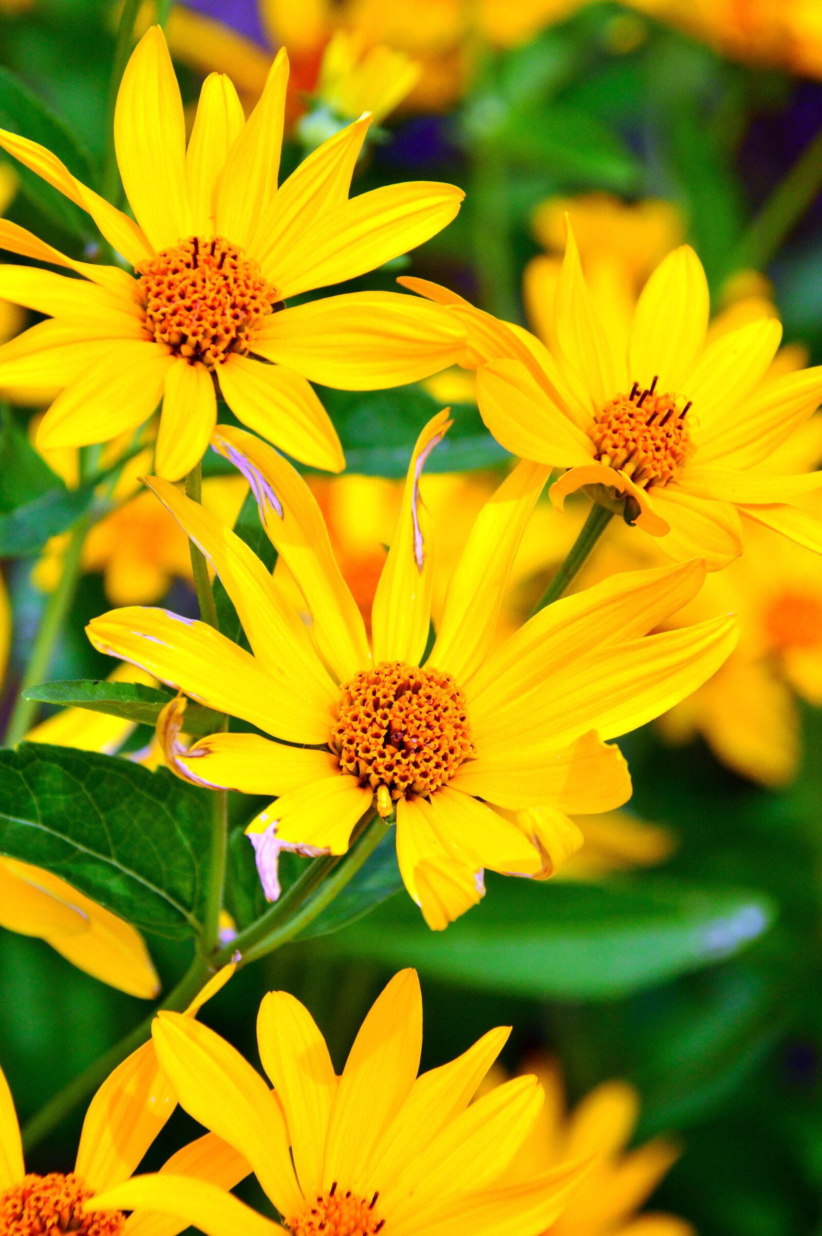 Nikon D3200 sample photo. Yellow, yellow flower, flowers photography