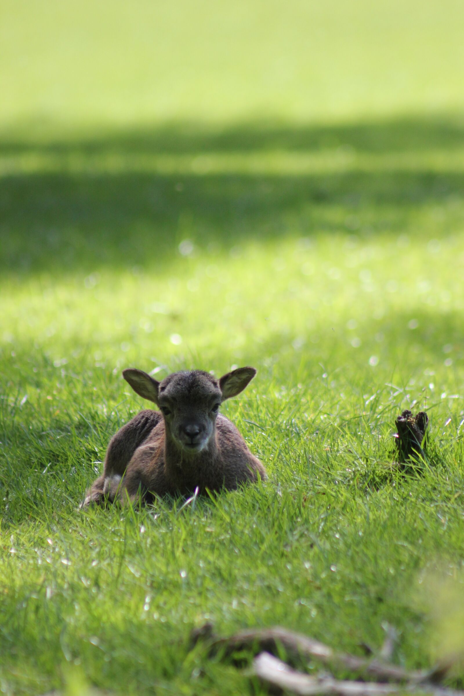 Canon EOS 550D (EOS Rebel T2i / EOS Kiss X4) sample photo. Mouflon, lamb, animal photography