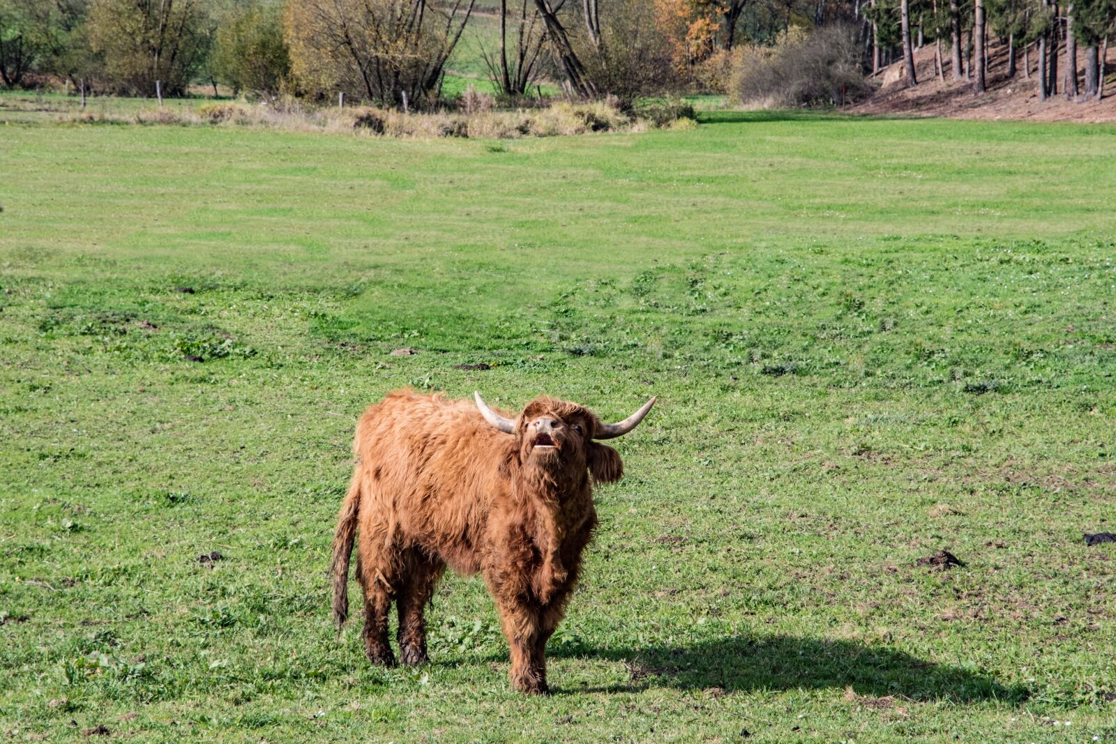 Nikon D500 sample photo. Beef, pasture beef, highland photography