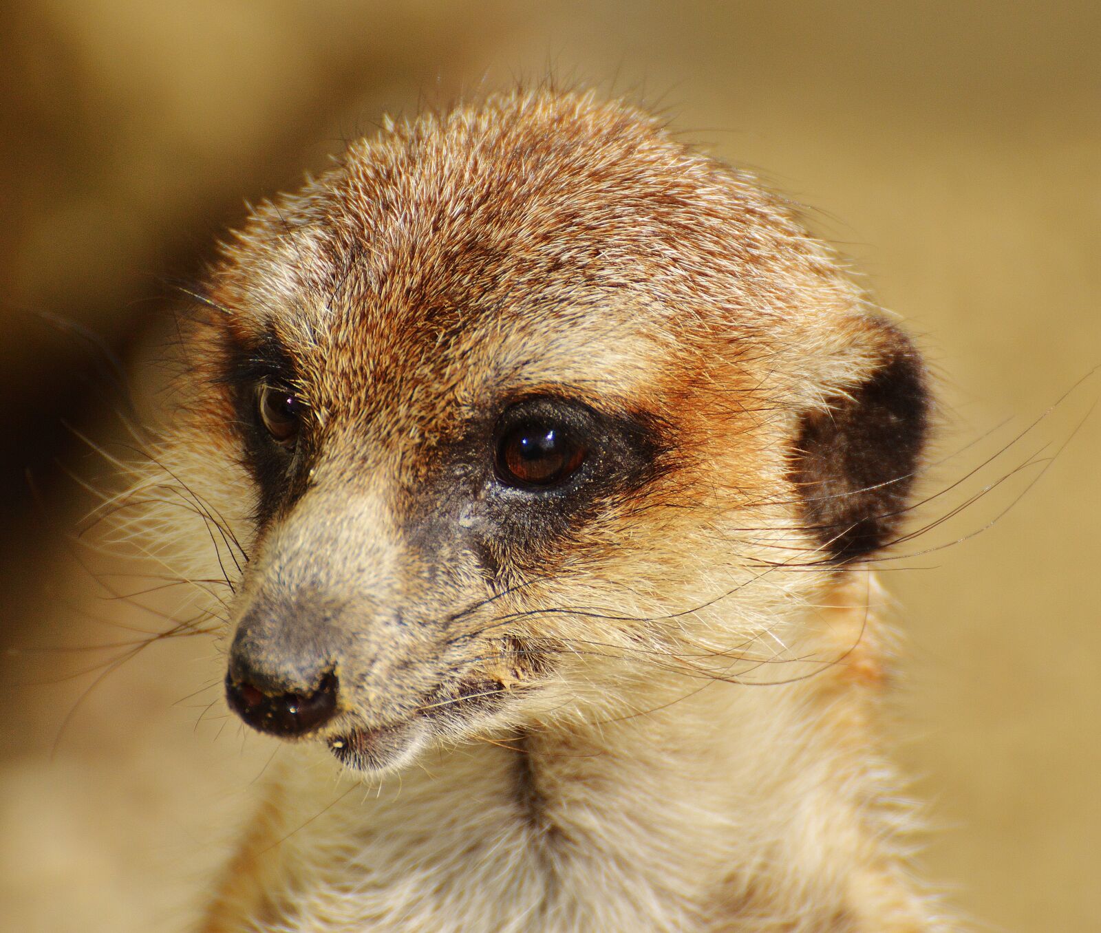 Nikon D3200 sample photo. Meerkat, animal, nature photography