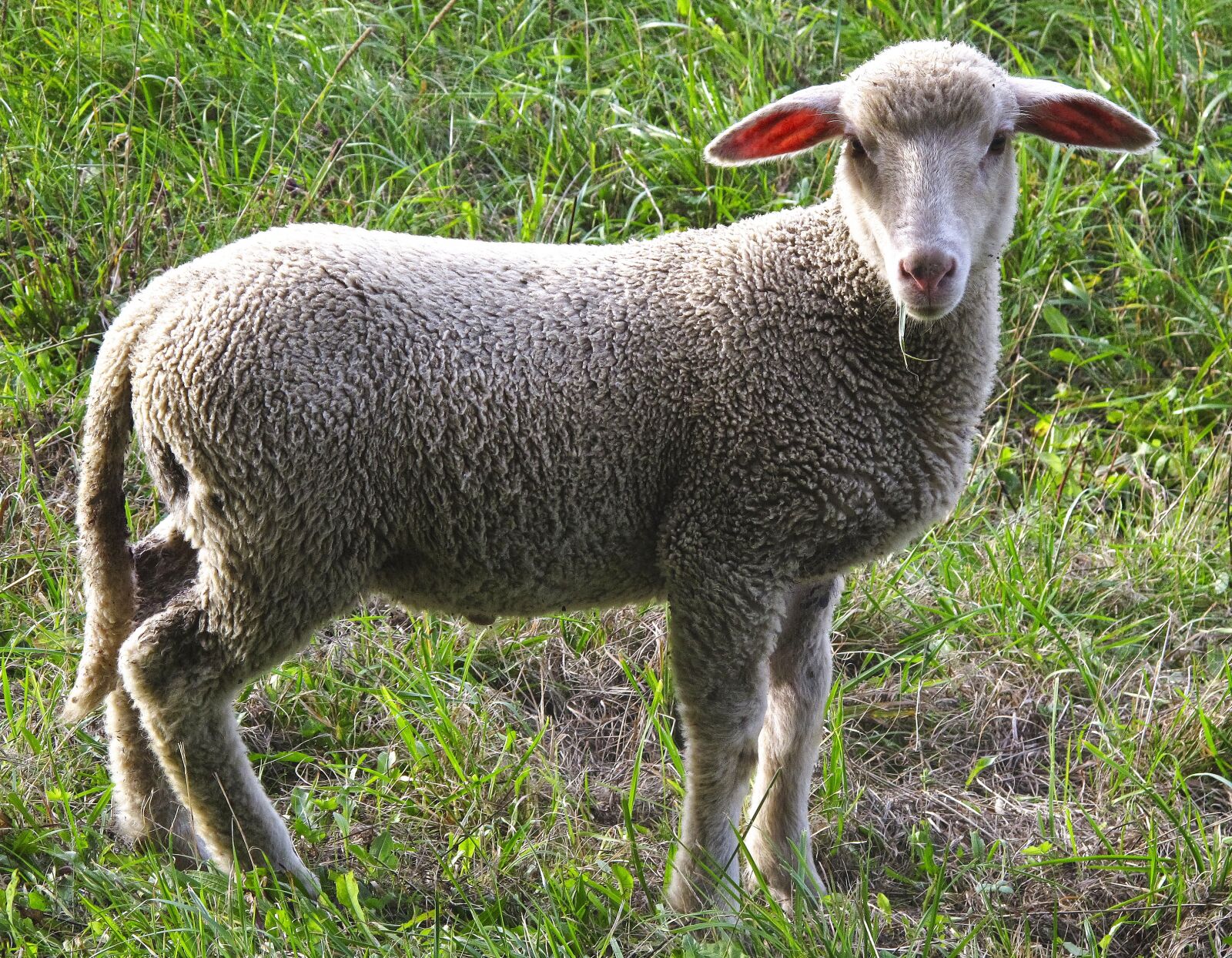 Canon PowerShot G12 sample photo. Sheep, young sheep, meadow photography