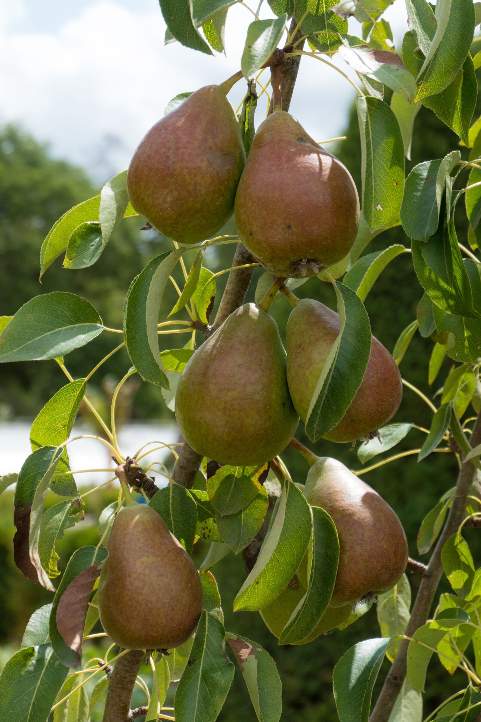 Panasonic DC-TZ200 sample photo. Pears, fruit, pear photography