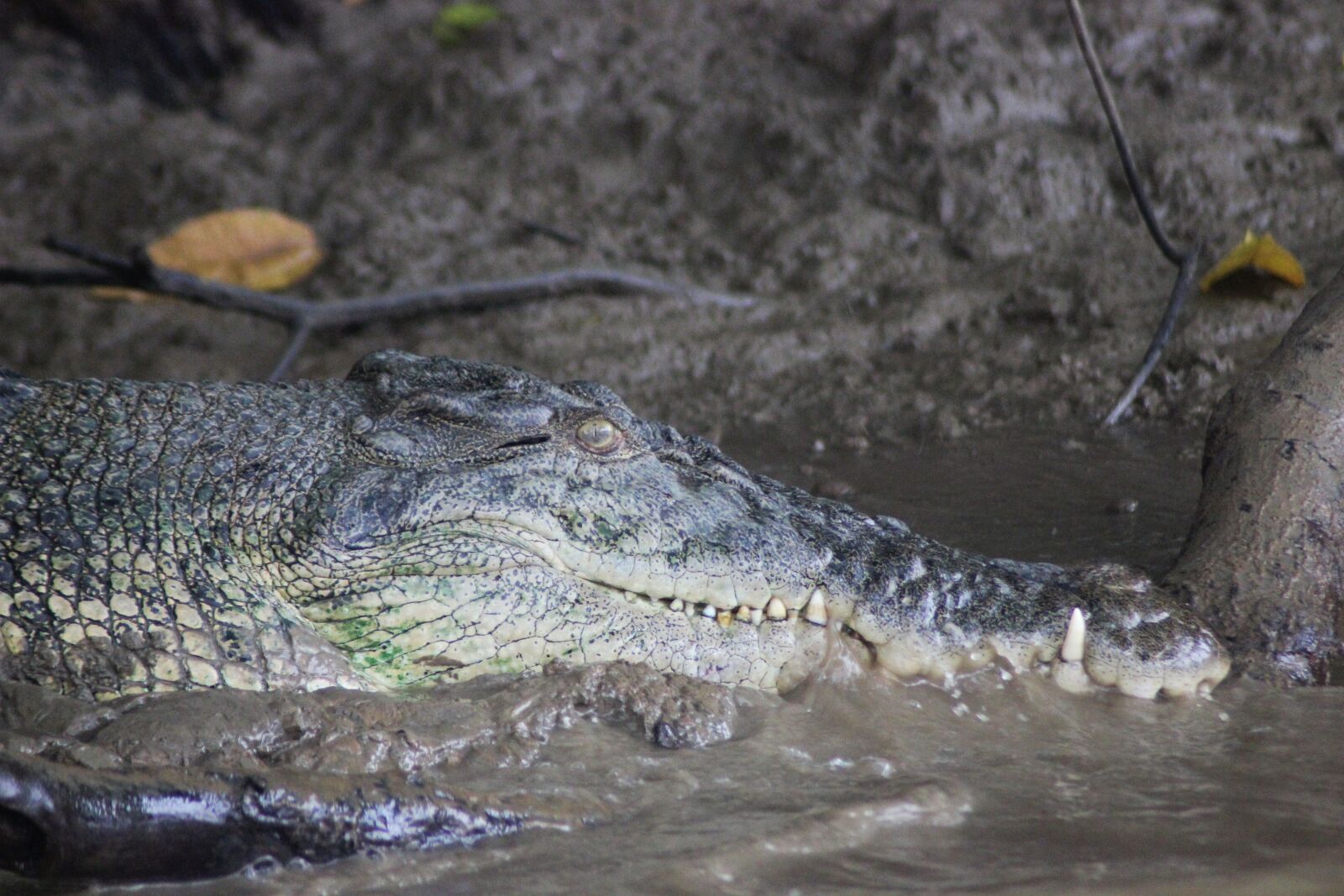 Canon EOS 600D (Rebel EOS T3i / EOS Kiss X5) sample photo. Crocodile, mood, dangerous photography