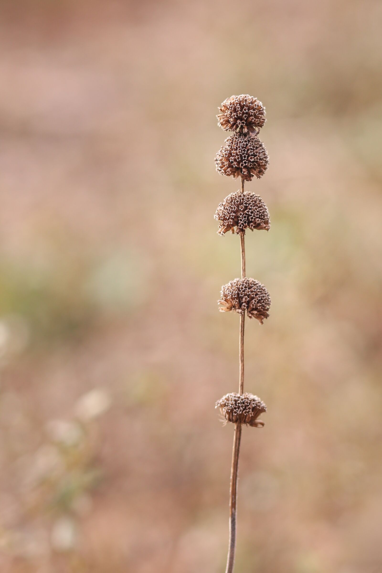 Canon EF 85mm F1.8 USM sample photo. Nature, flora, flower photography