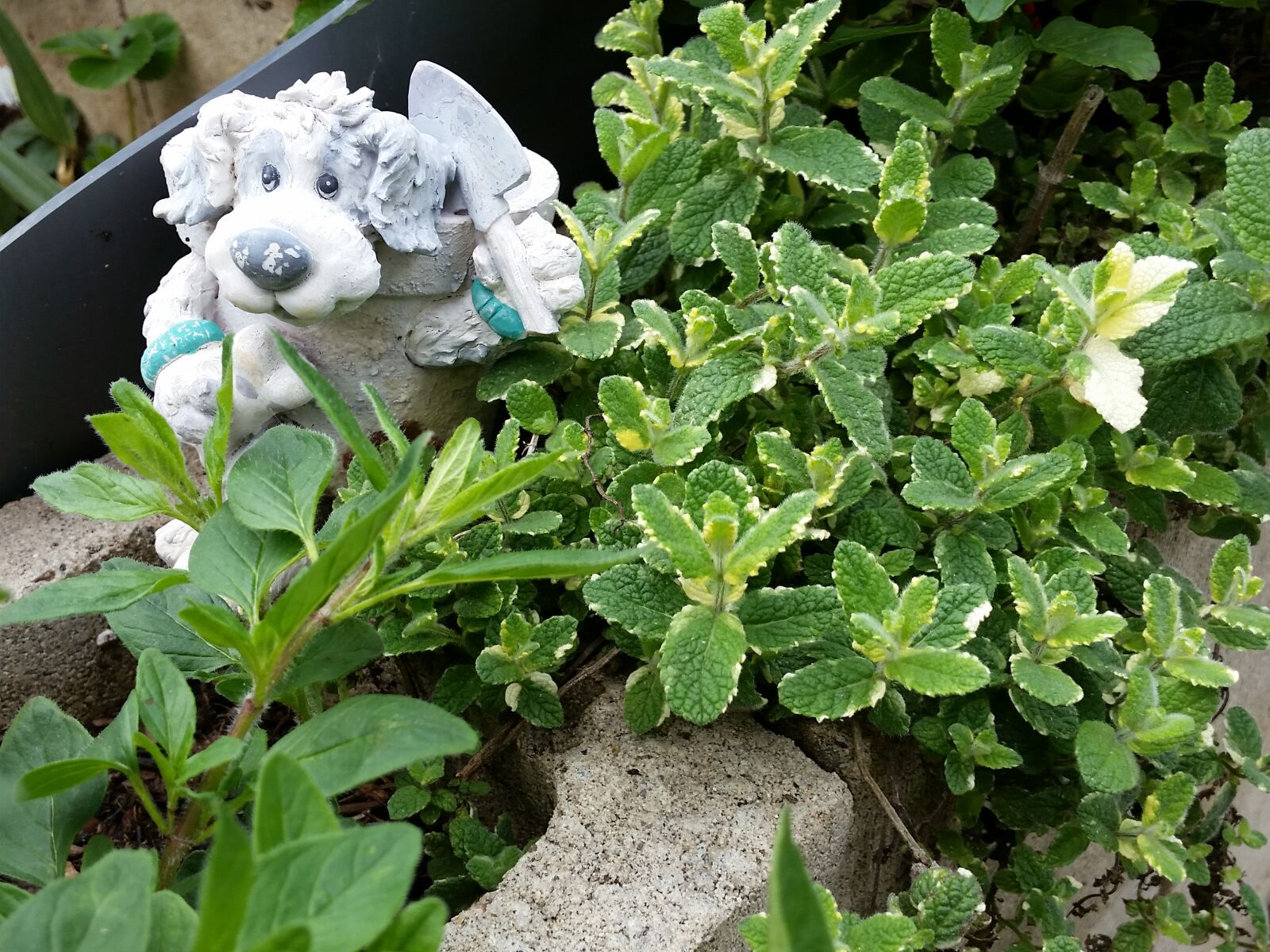 Samsung Galaxy S5 sample photo. Garden, gardening photography