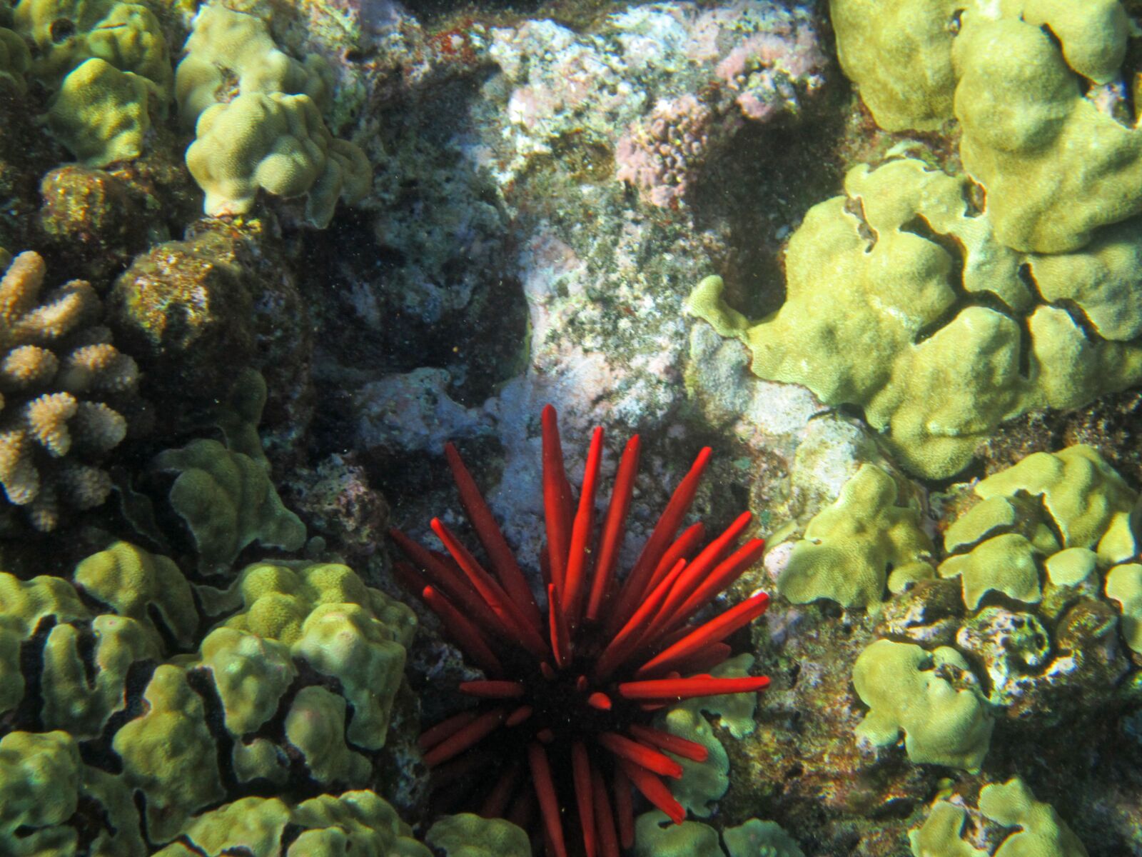 Canon PowerShot ELPH 100 HS (IXUS 115 HS / IXY 210F) sample photo. Coral, hawaii, red photography