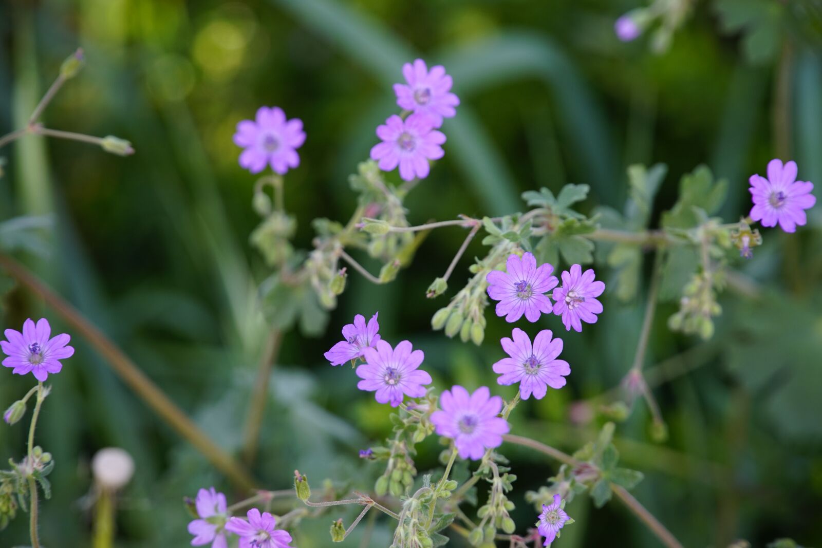 Sony a7R II + Sony E PZ 18-105mm F4 G OSS sample photo. Geranium, violet, flowers photography