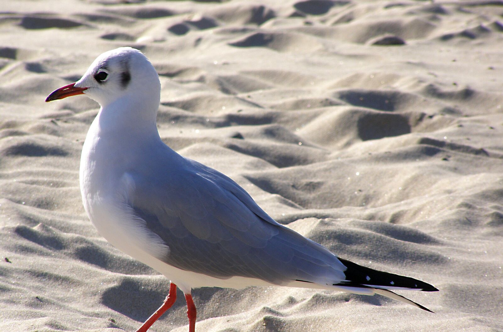 Olympus SP510UZ sample photo. Gull, brittany, atlantic photography