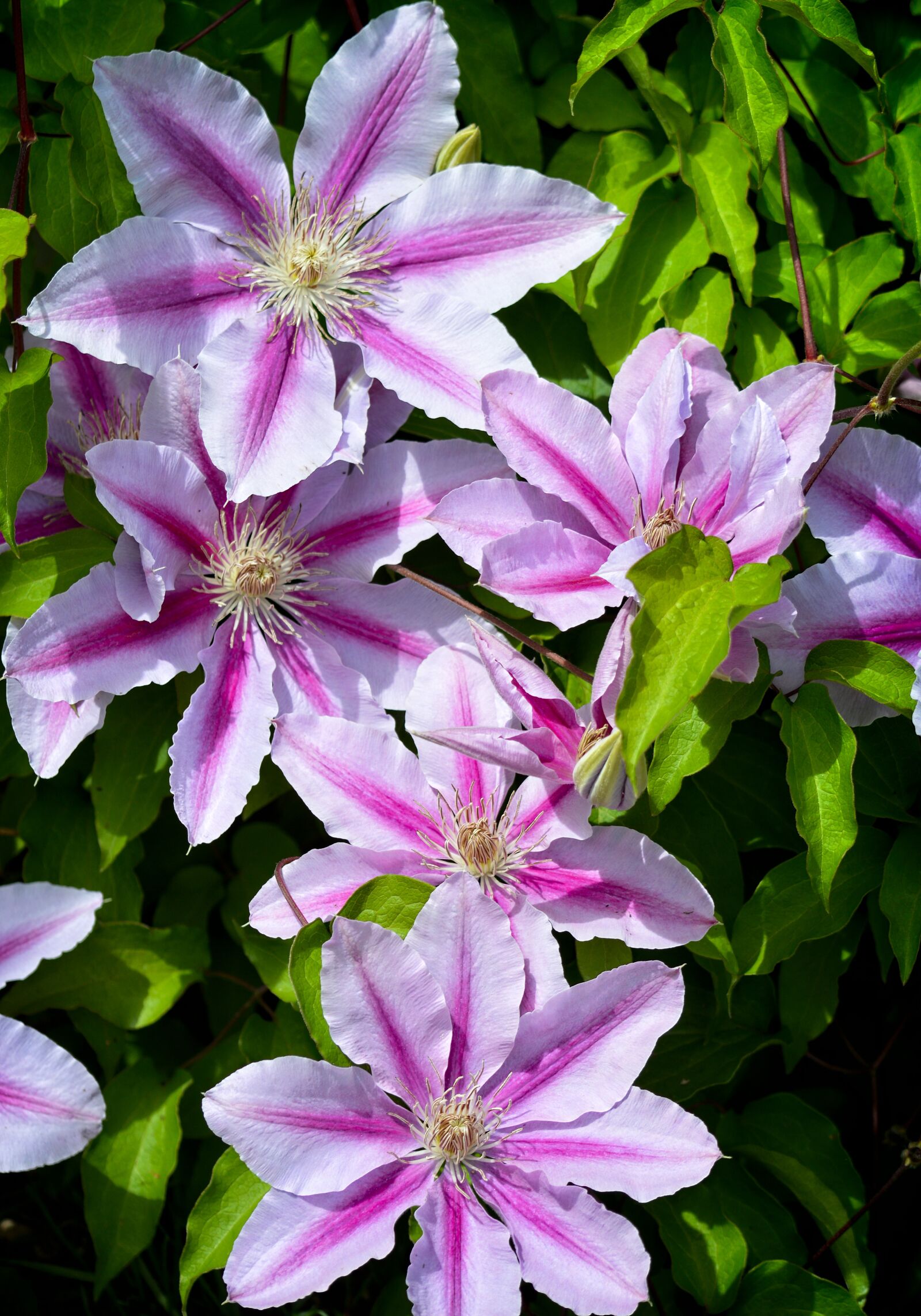 Nikon D3200 sample photo. Clematis, flower, flora photography