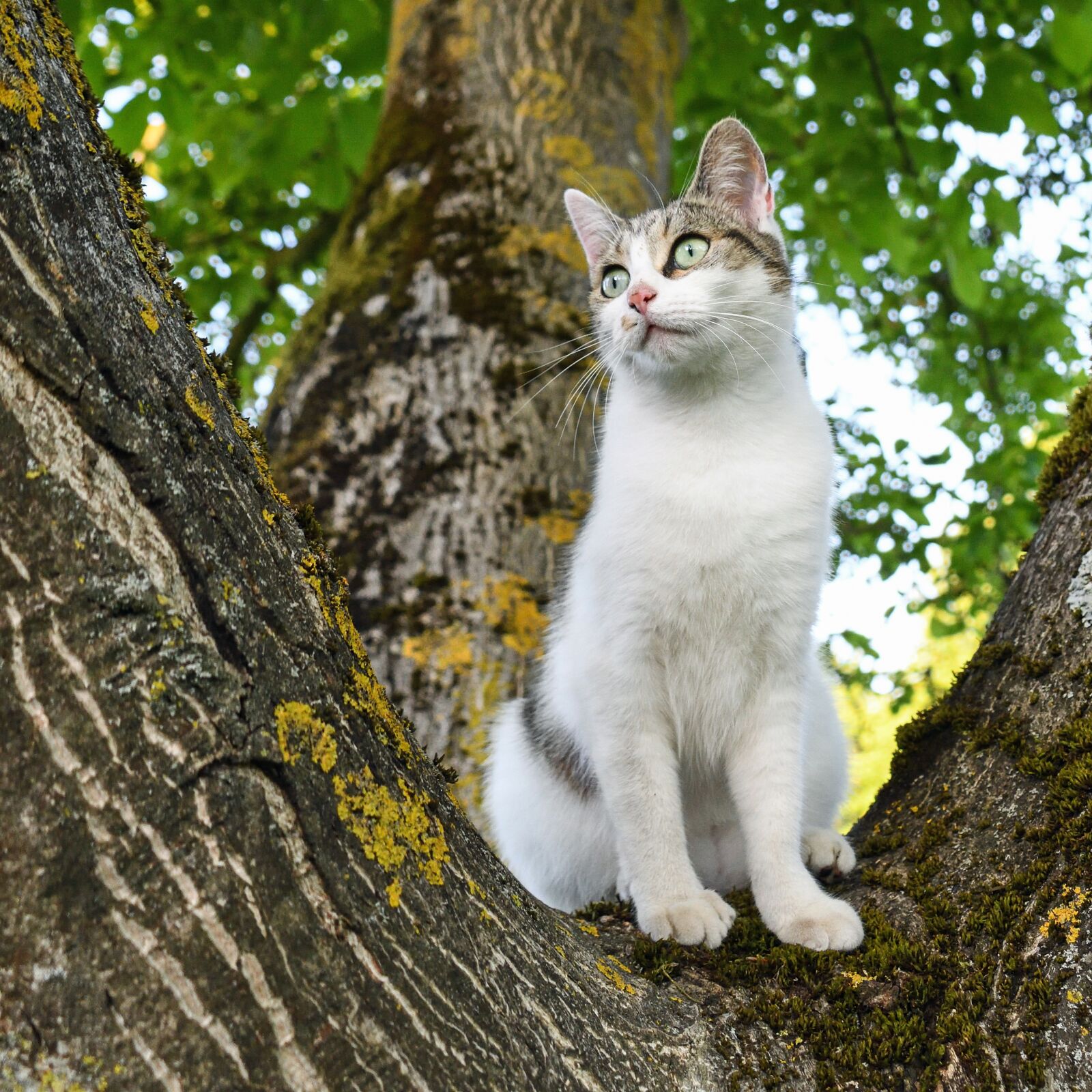 Nikon D500 sample photo. Cat, tree, green photography