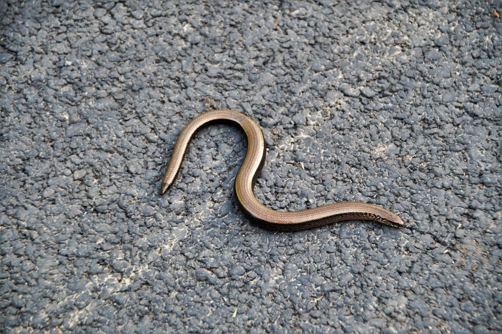 Sony SLT-A58 sample photo. Slow-worm, snake, lizard photography