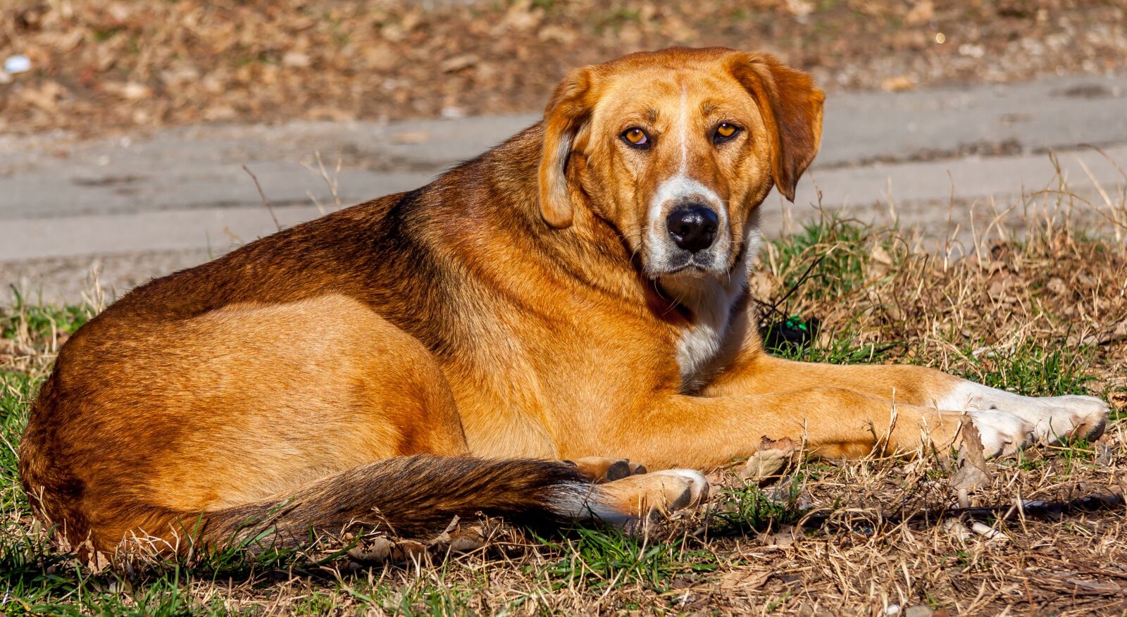 Canon EF-S 17-85mm F4-5.6 IS USM sample photo. Dog, animal, portrait photography