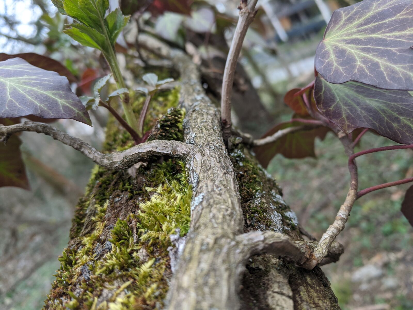 Google Pixel sample photo. Tree, forest, moss photography