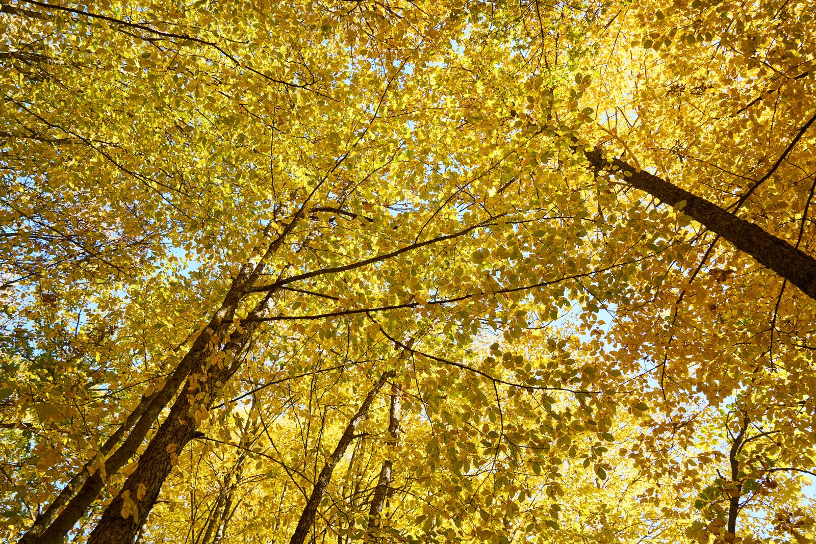 Sony a7R II sample photo. Yellow, autumn, leaves photography