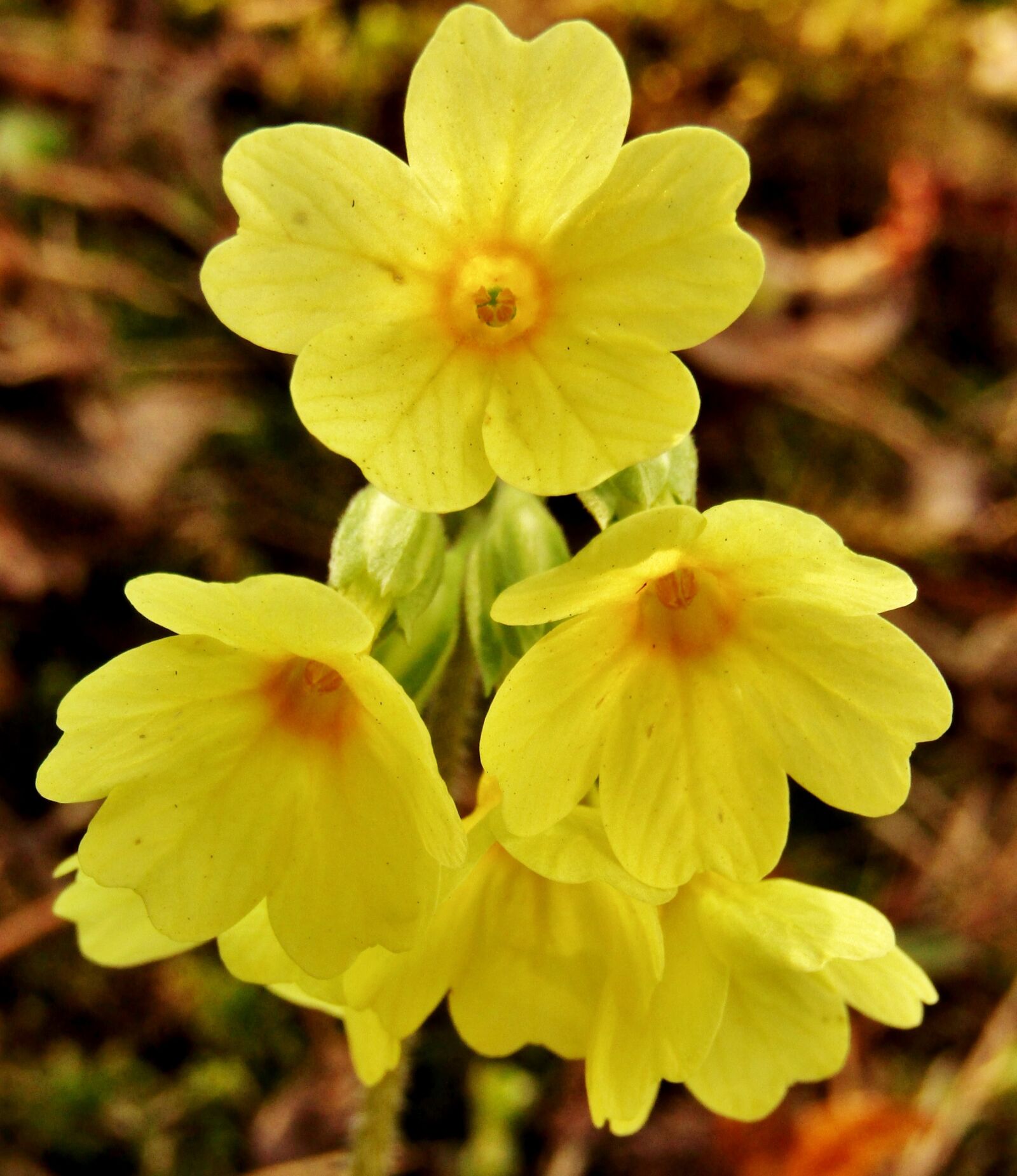 Canon POWERSHOT SX432 IS sample photo. Cowslip, yellow, nature photography