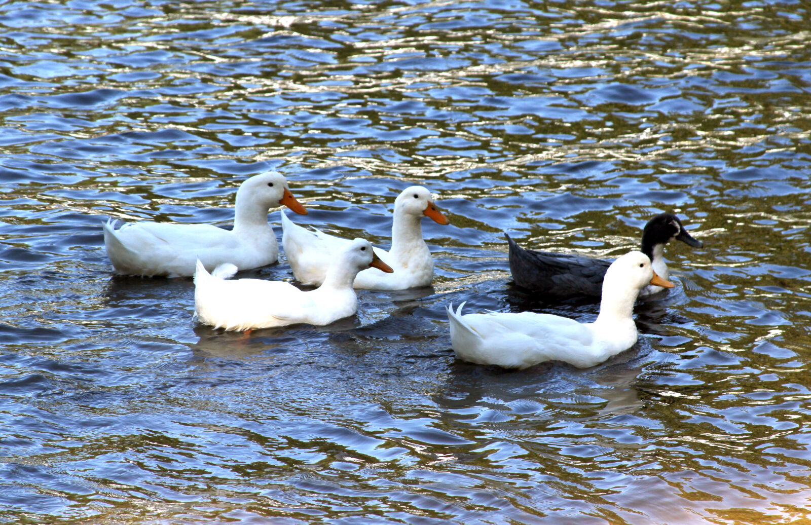 Canon EOS 7D + Canon EF 28-135mm F3.5-5.6 IS USM sample photo. Ducks, lake photography