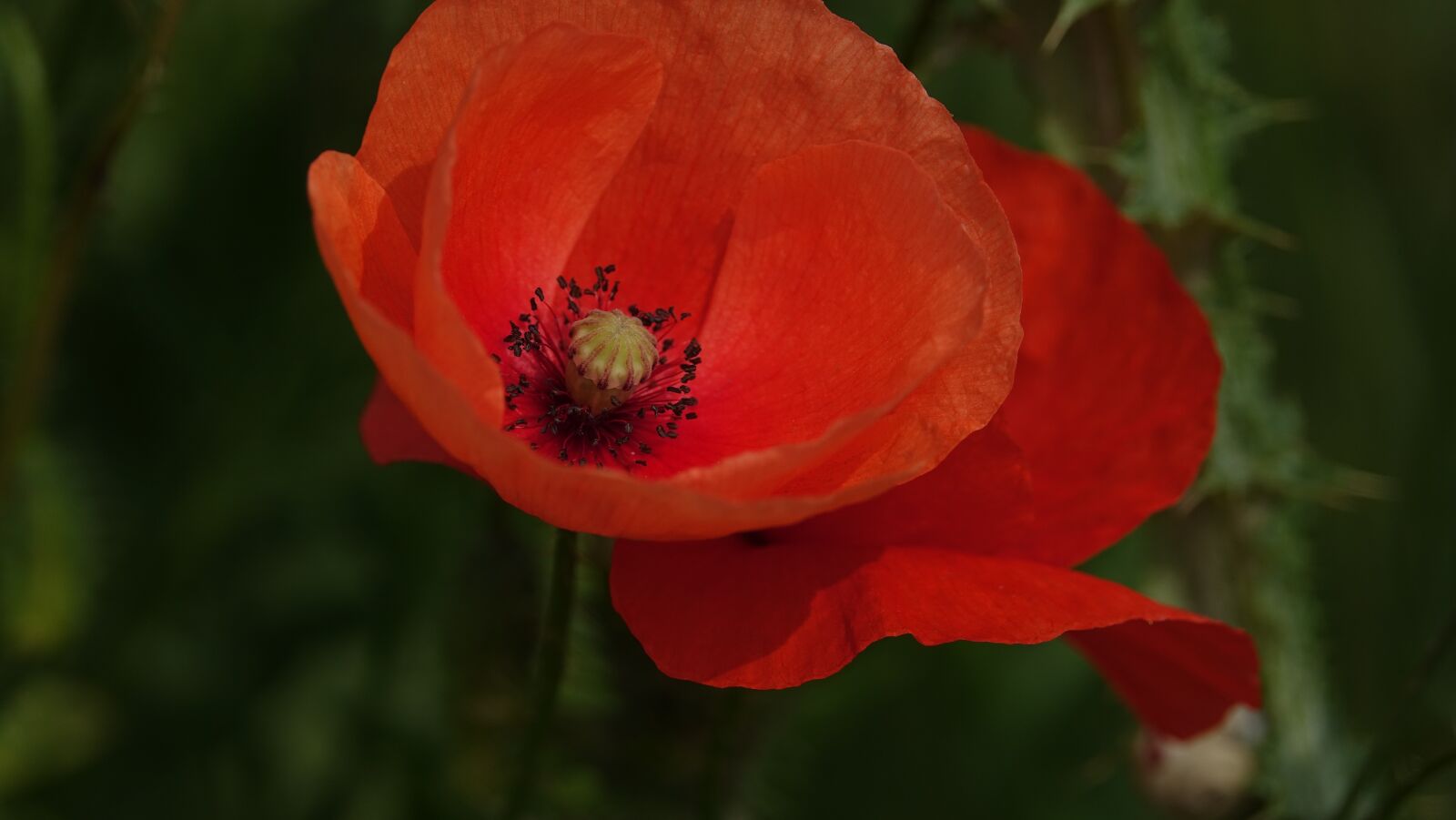 Sony Cyber-shot DSC-RX10 III sample photo. Poppy, wild flower, nature photography