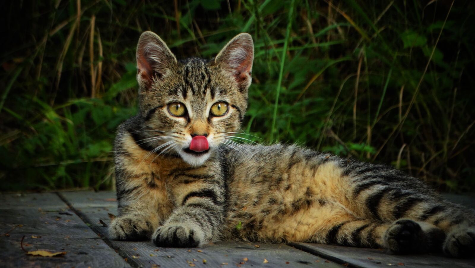 Sony Cyber-shot DSC-HX300 sample photo. Cat, feline, pet photography