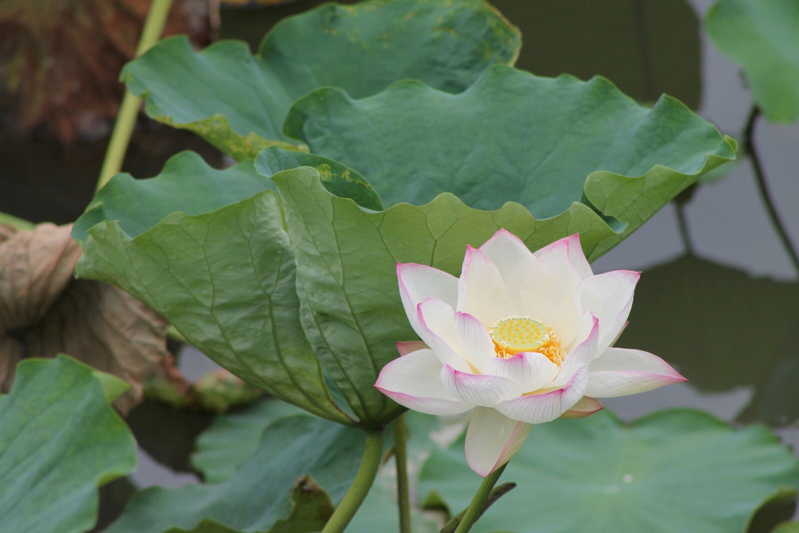 Canon EOS 1100D (EOS Rebel T3 / EOS Kiss X50) + Canon EF 75-300mm f/4-5.6 sample photo. Flower, water lily, nature photography