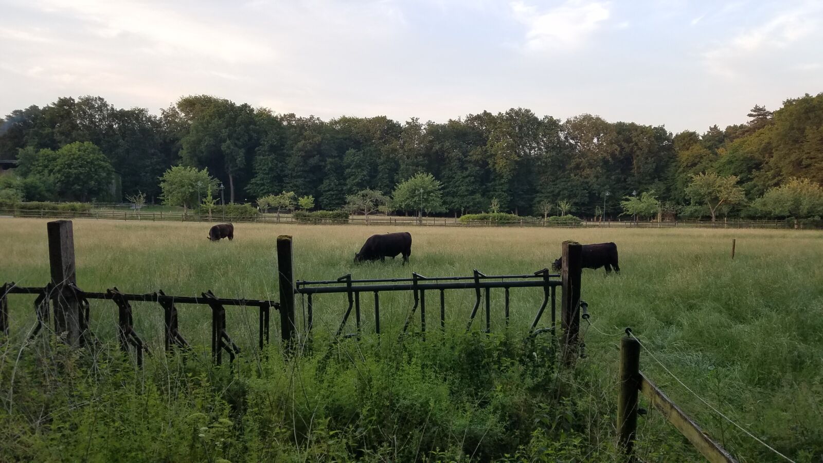 Samsung Galaxy S7 sample photo. Beef cattle, agriculture, pasture photography