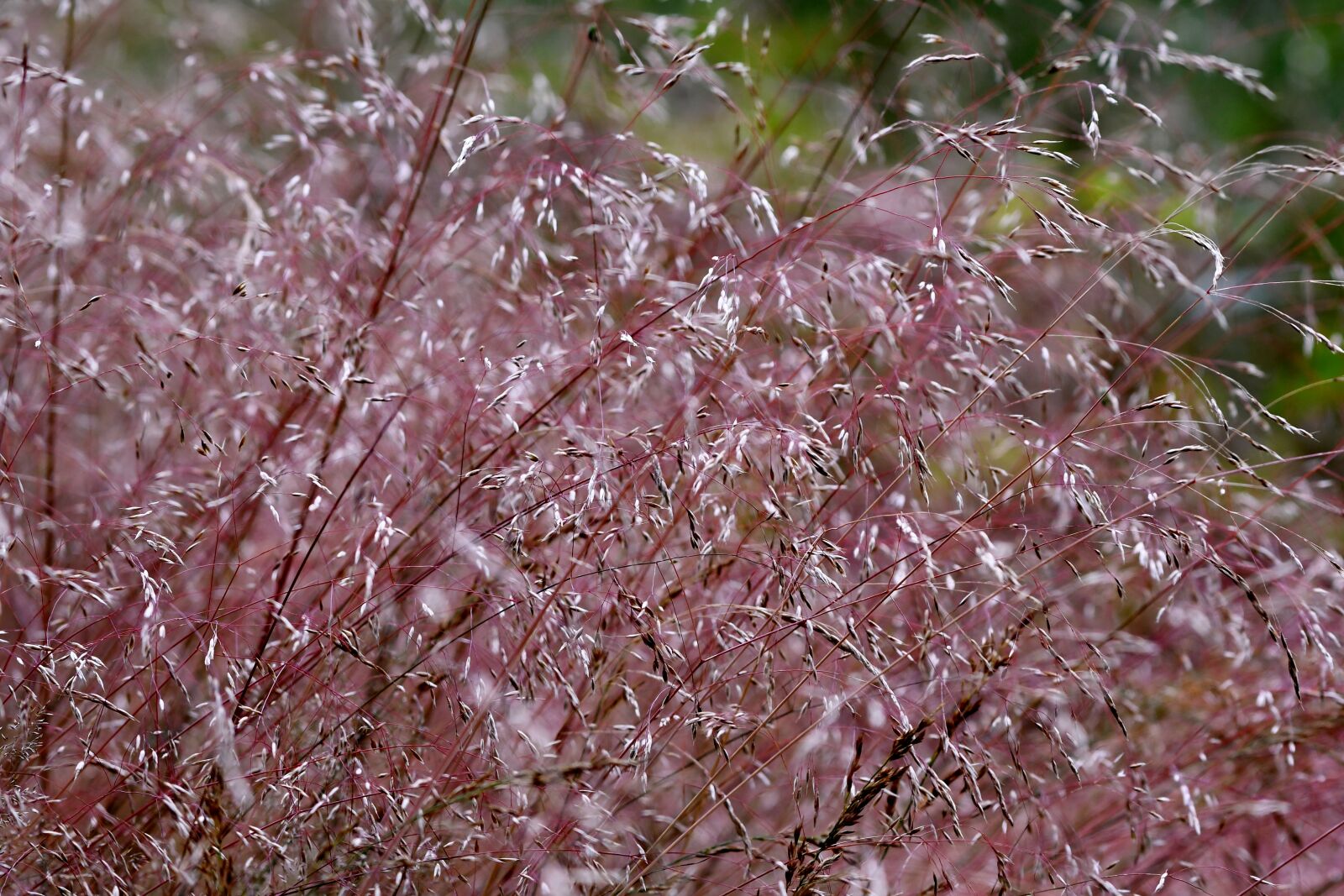 Nikon D500 sample photo. Grasses, gracefully, fragile photography