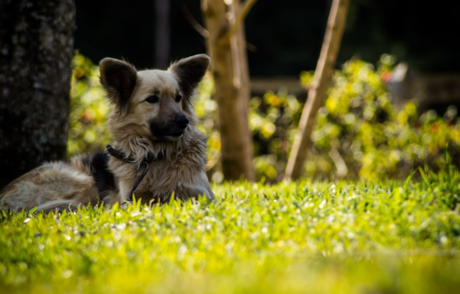 Nikon D3200 sample photo. Dog, place, farm photography