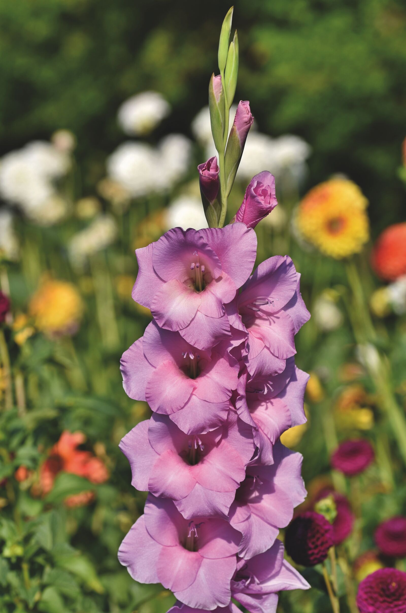 Nikon D7200 sample photo. Flowers, gladiolus, gladidus photography