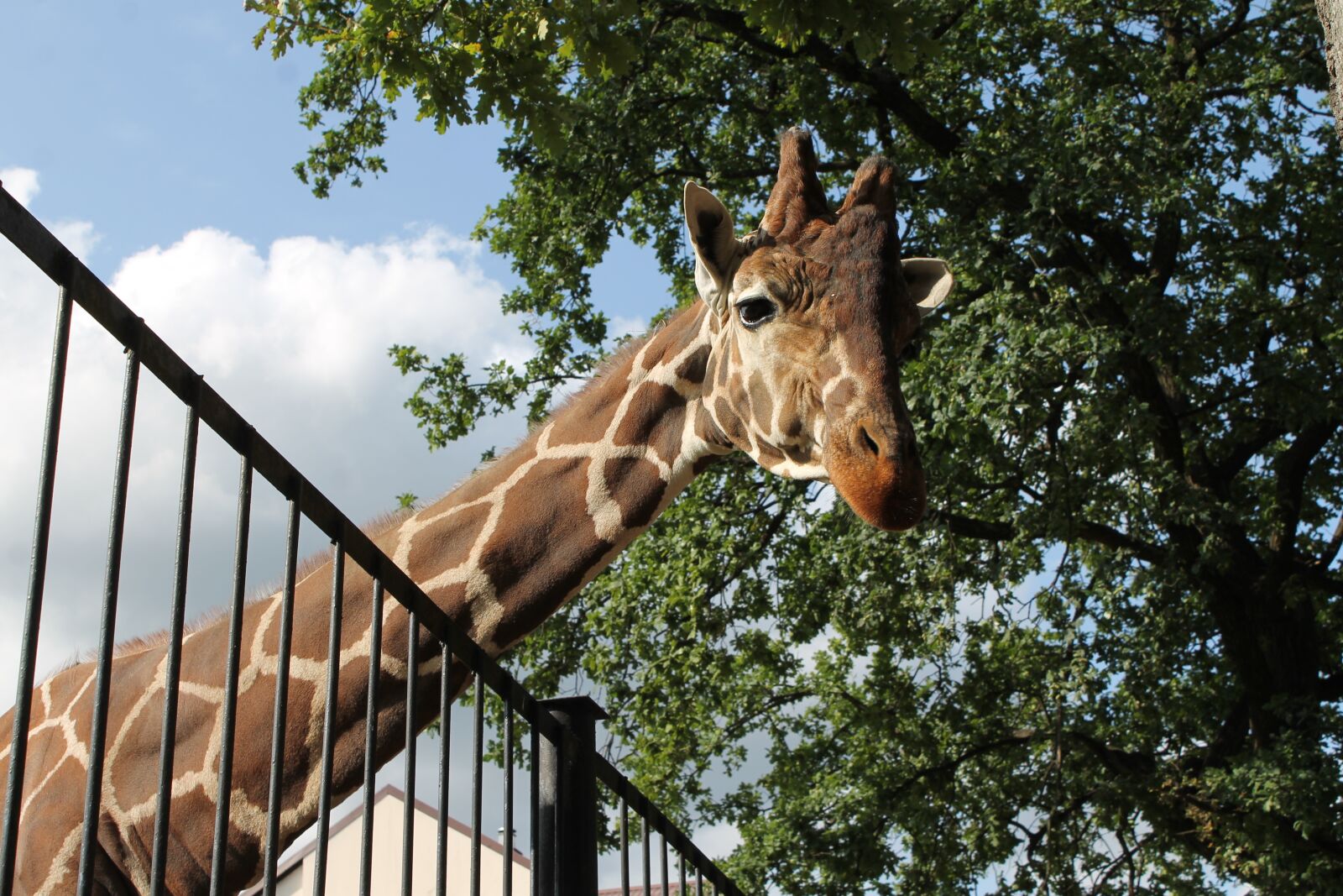 Canon EOS 1100D (EOS Rebel T3 / EOS Kiss X50) sample photo. Giraffe, zoo, cute photography