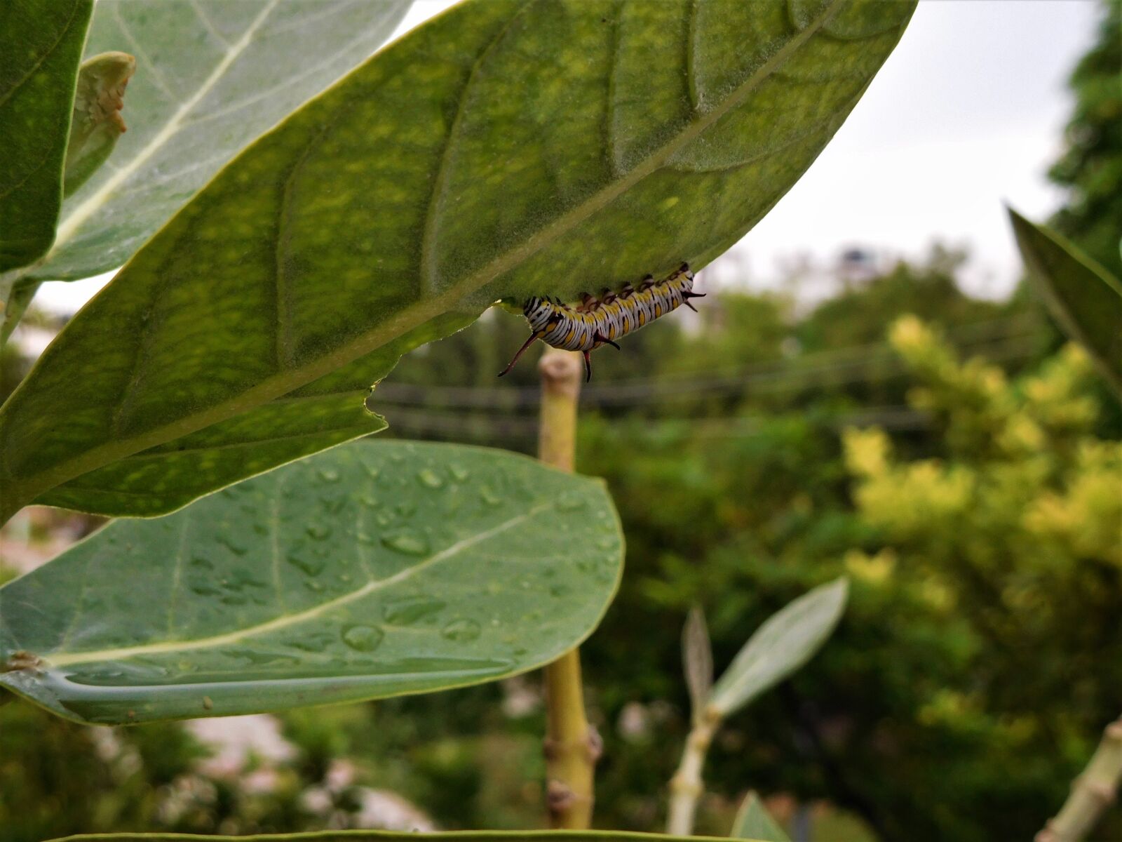 Nikon Coolpix S7000 sample photo. Caterpillar, nature, leaves photography