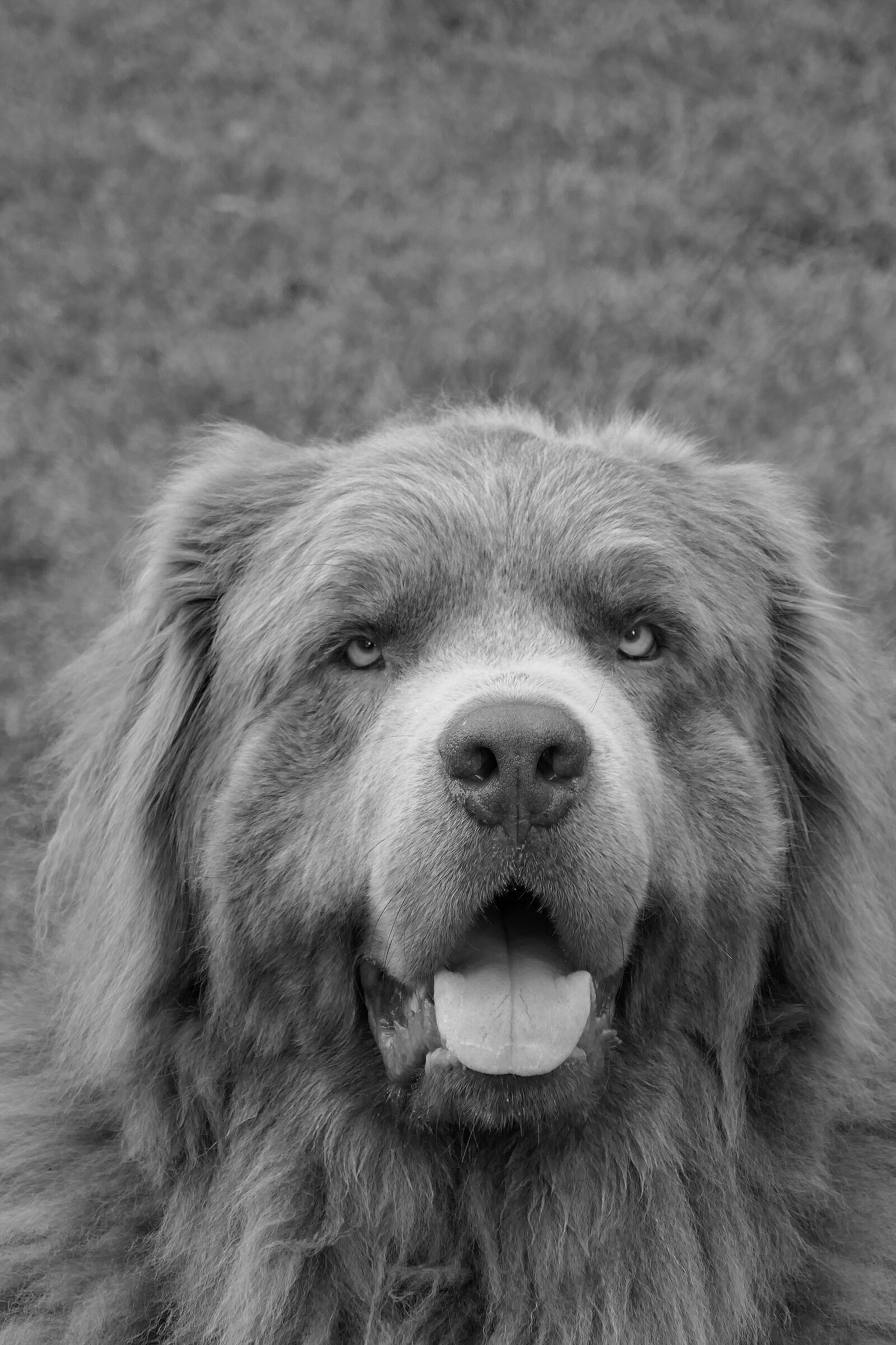 Panasonic Lumix DMC-ZS100 (Lumix DMC-TZ100) sample photo. Dog, canine, newfoundland photography