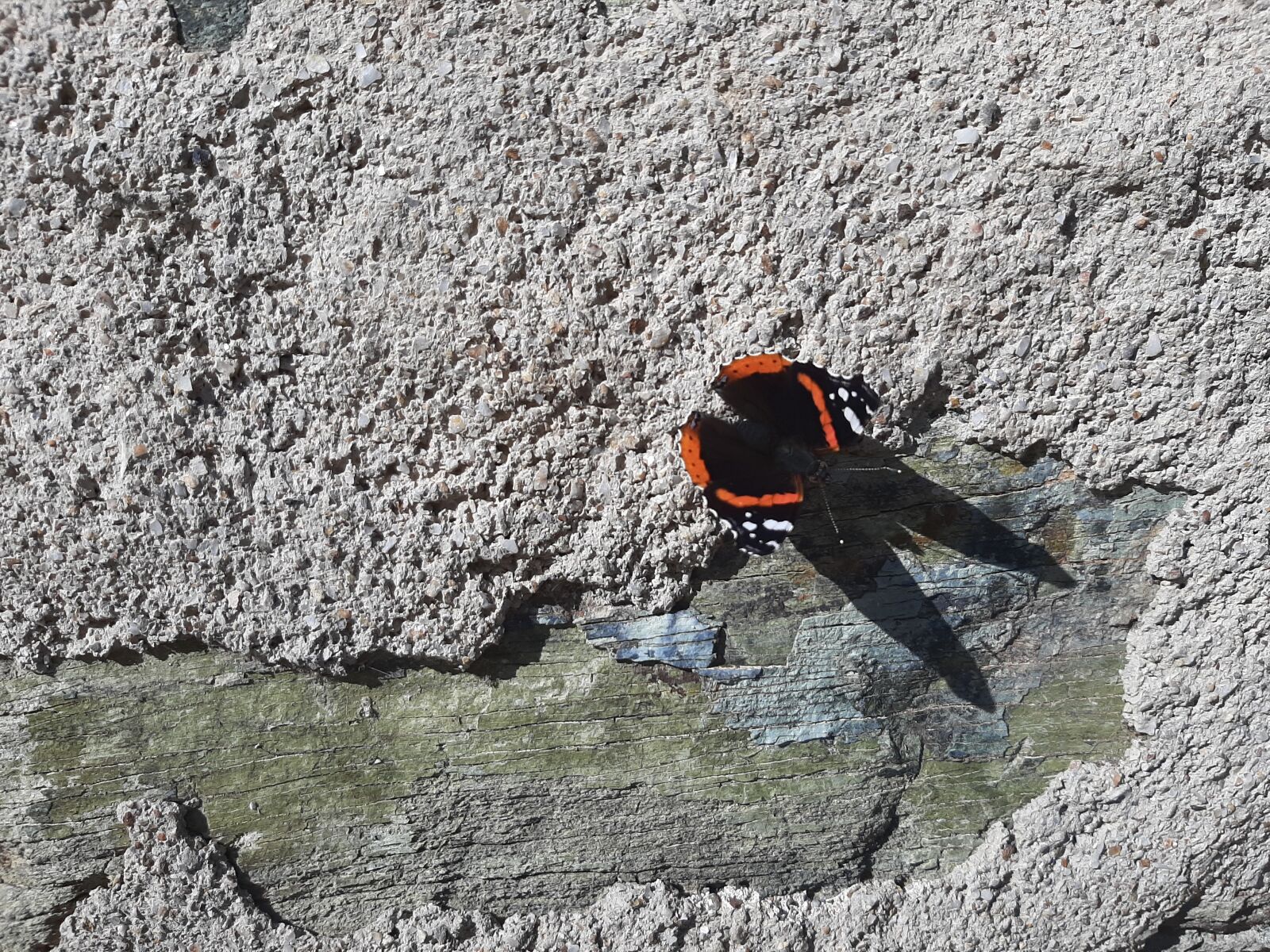 Samsung Galaxy A50 sample photo. Borboleta, laranja, preta photography